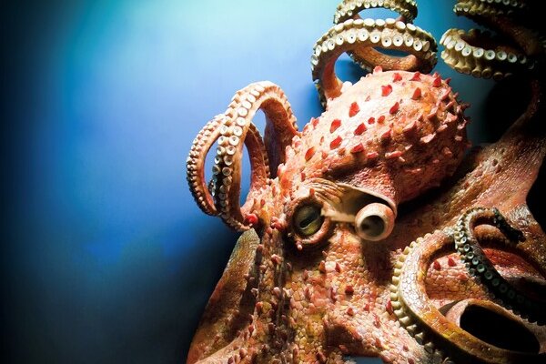 Kraken зеркало